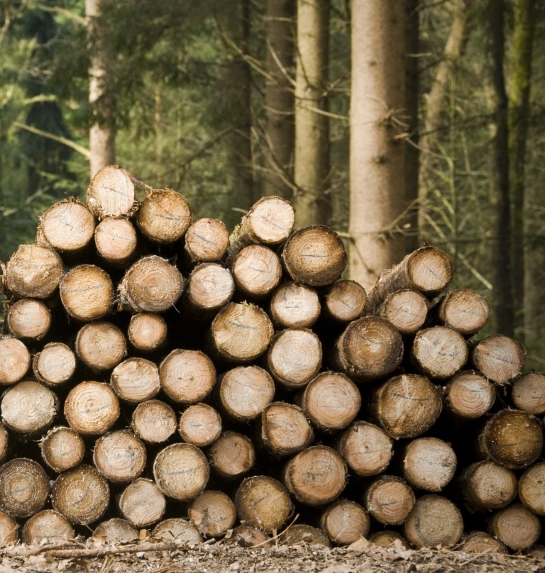 kłody drewna leżące w lesie